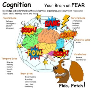 Brain on Fear
